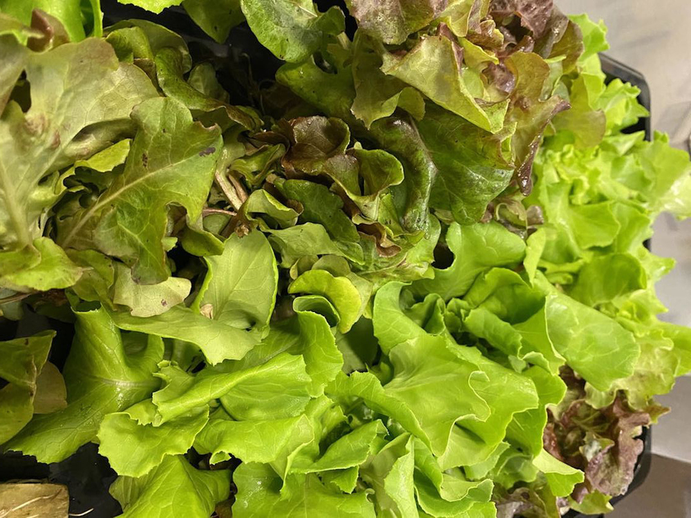 "Lettuce" Announce Fresh News